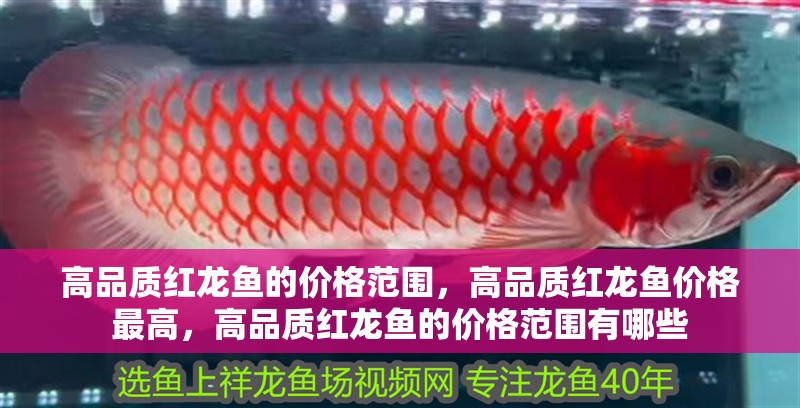 高品質(zhì)紅龍魚的價格范圍，高品質(zhì)紅龍魚價格最高，高品質(zhì)紅龍魚的價格范圍有哪些