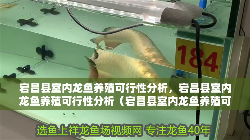 宕昌縣室內龍魚養殖可行性分析，宕昌縣室內龍魚養殖可行性分析（宕昌縣室內龍魚養殖可行性分析”