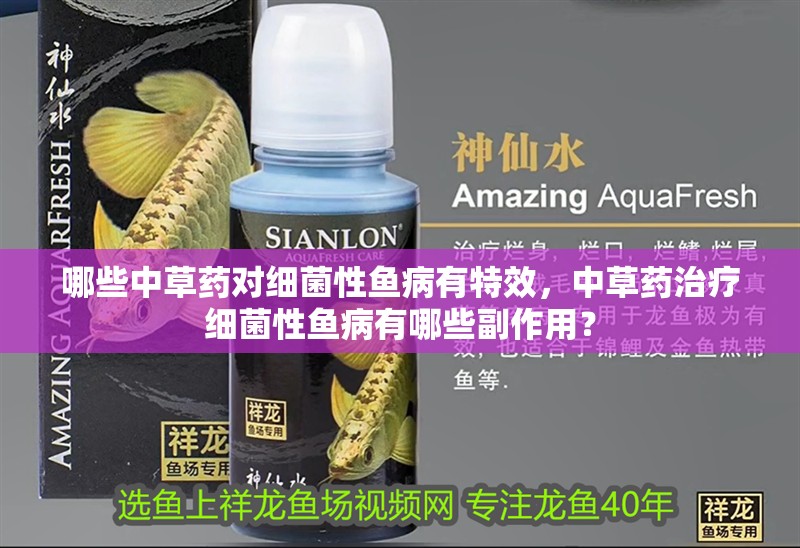 哪些中草藥對細菌性魚病有特效，中草藥治療細菌性魚病有哪些副作用？