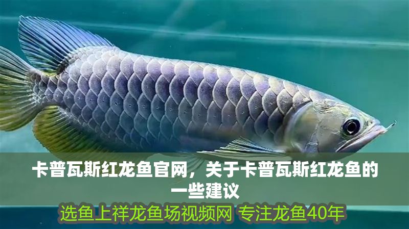 卡普瓦斯紅龍魚官網，關于卡普瓦斯紅龍魚的一些建議
