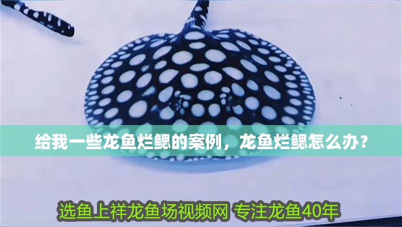 給我一些龍魚爛鰓的案例，龍魚爛鰓怎么辦？