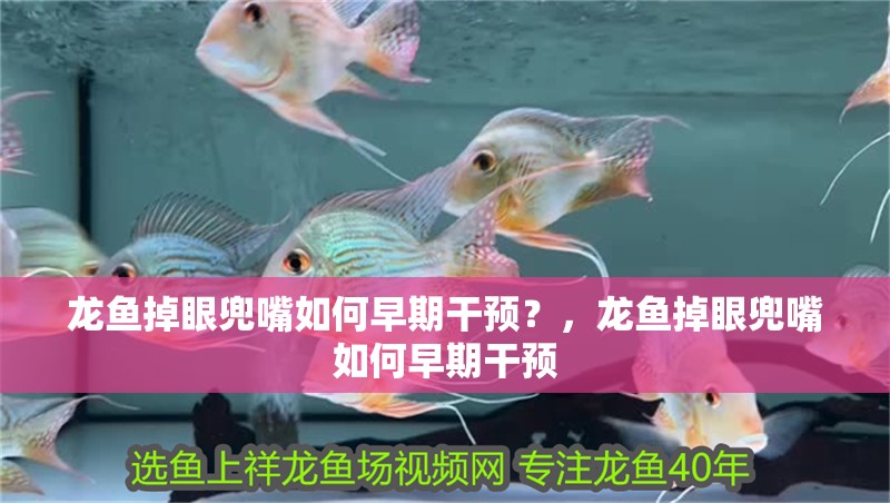 龍魚掉眼兜嘴如何早期干預?,龍魚掉眼兜嘴如何早期干預