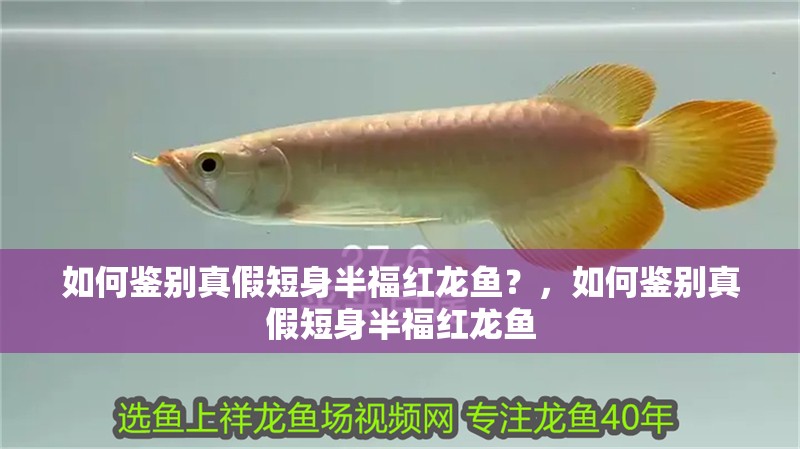 如何鑒別真假短身半福紅龍魚？，如何鑒別真假短身半福紅龍魚