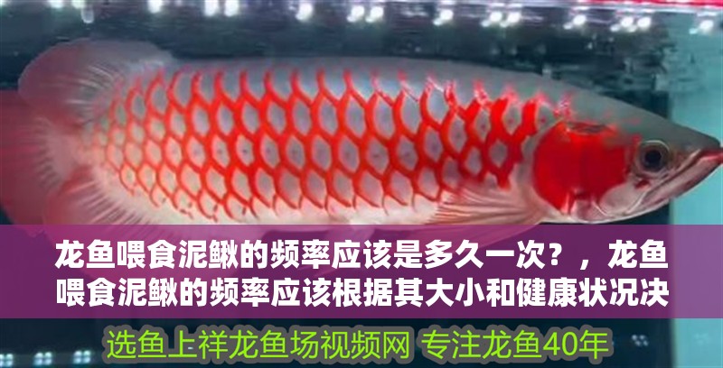 龍魚喂食泥鰍的頻率應該是多久一次？，龍魚喂食泥鰍的頻率應該根據其大小和健康狀況決定