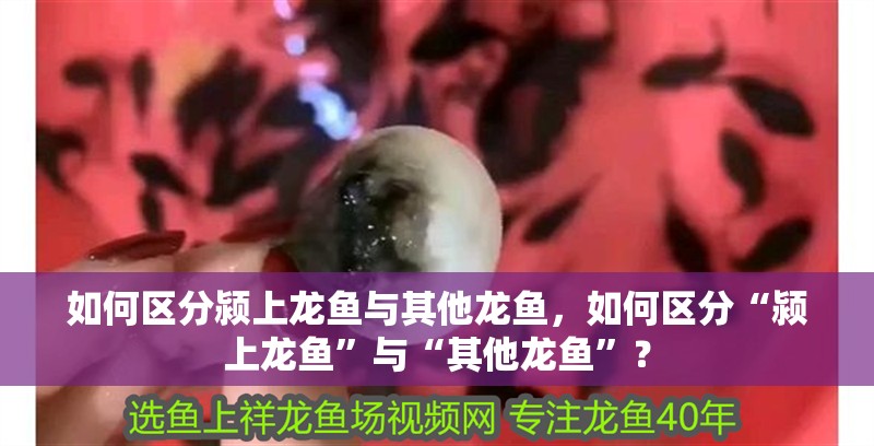 如何區分潁上龍魚與其他龍魚，如何區分“潁上龍魚”與“其他龍魚”？