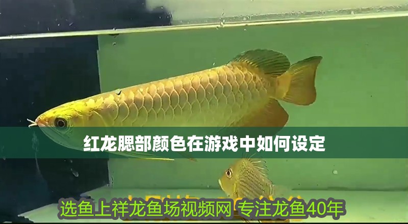紅龍腮部顏色在游戲中如何設定