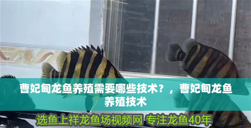 曹妃甸龍魚養(yǎng)殖需要哪些技術(shù)？，曹妃甸龍魚養(yǎng)殖技術(shù)