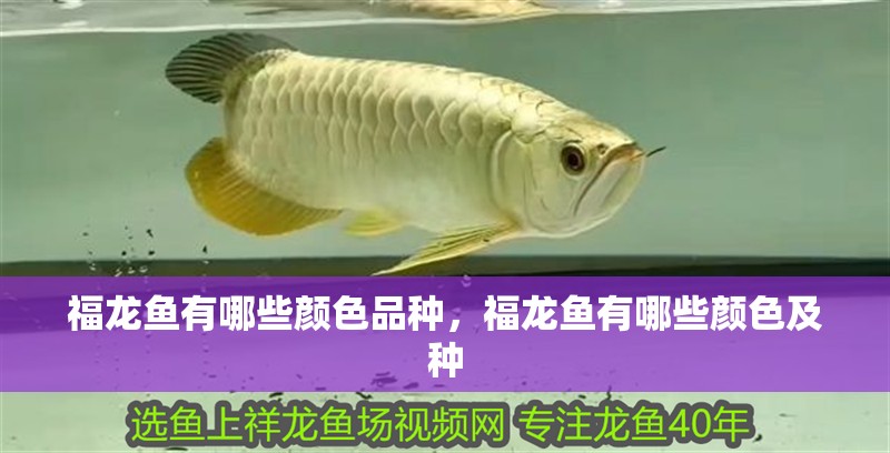 福龍魚有哪些顏色品種，福龍魚有哪些顏色及種