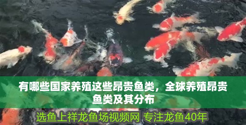 有哪些國家養(yǎng)殖這些昂貴魚類，全球養(yǎng)殖昂貴魚類及其分布