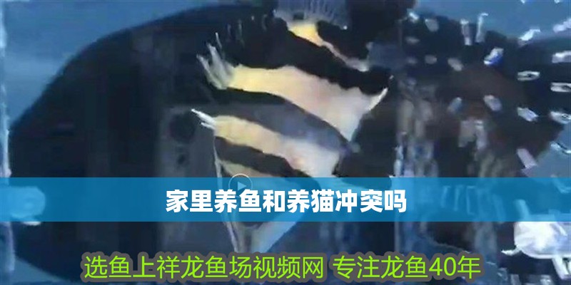 家里養魚和養貓沖突嗎
