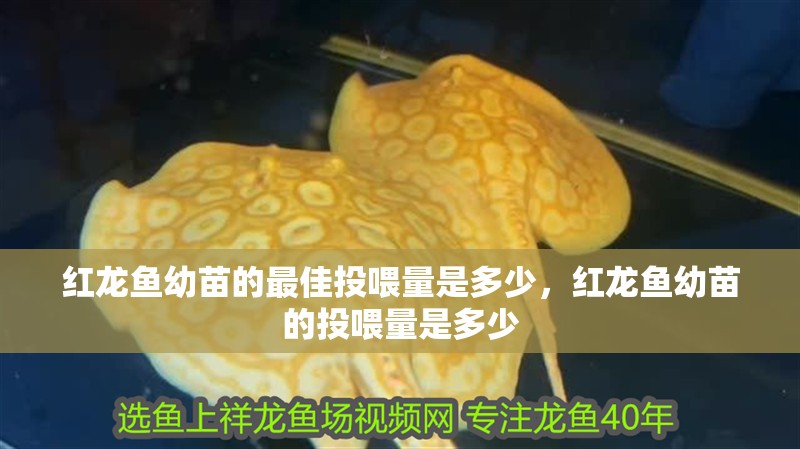 紅龍魚幼苗的最佳投喂量是多少，紅龍魚幼苗的投喂量是多少