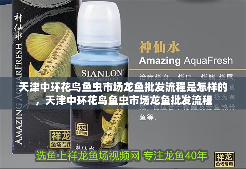天津中環花鳥魚蟲市場龍魚批發流程是怎樣的，天津中環花鳥魚蟲市場龍魚批發流程