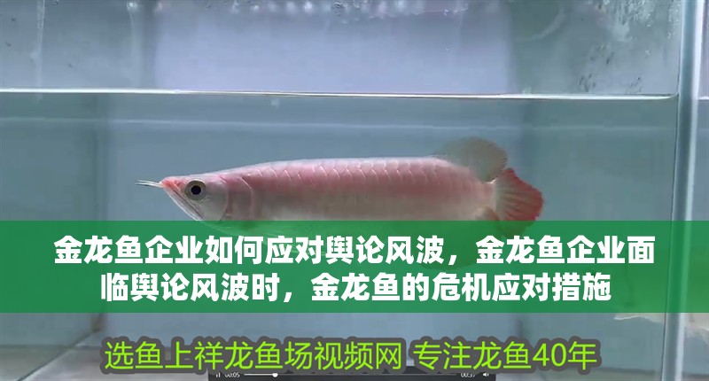 金龍魚企業(yè)如何應(yīng)對(duì)輿論風(fēng)波，金龍魚企業(yè)面臨輿論風(fēng)波時(shí)，金龍魚的危機(jī)應(yīng)對(duì)措施