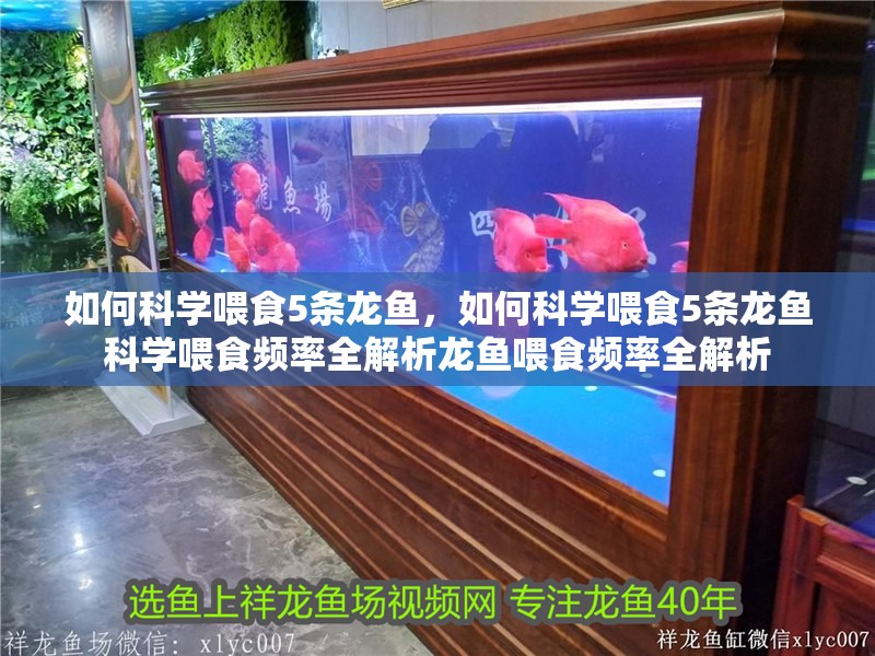 如何科學喂食5條龍魚，如何科學喂食5條龍魚科學喂食頻率全解析龍魚喂食頻率全解析