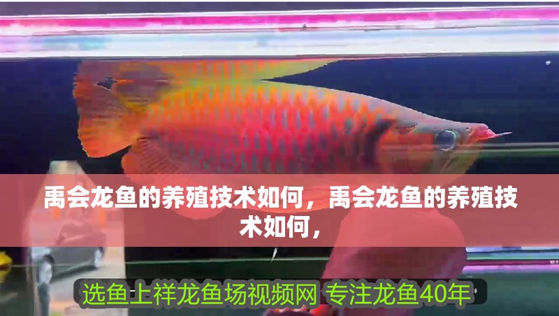 禹會龍魚的養殖技術如何，禹會龍魚的養殖技術如何，