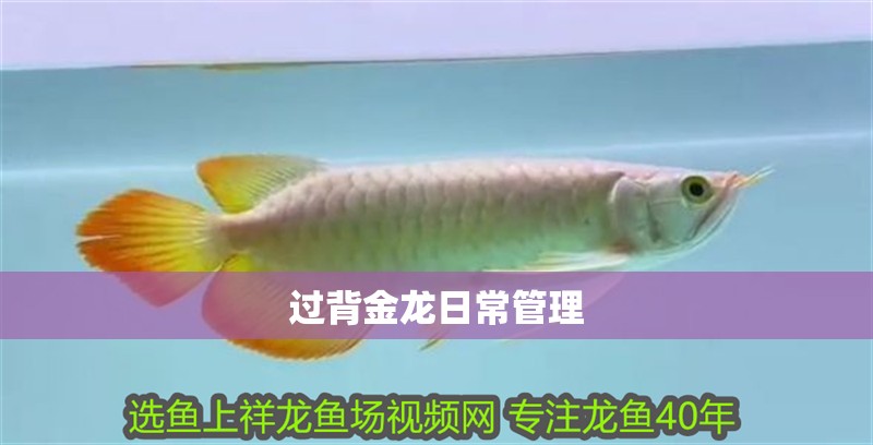 過背金龍日常管理