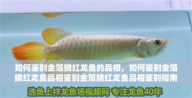 如何鑒別金箔鱗紅龍魚的品相，如何鑒別金箔鱗紅龍魚品相鑒別金箔鱗紅龍魚品相鑒別指南