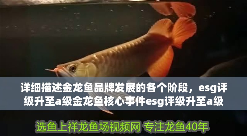 詳細描述金龍魚品牌發展的各個階段，esg評級升至a級金龍魚核心事件esg評級升至a級