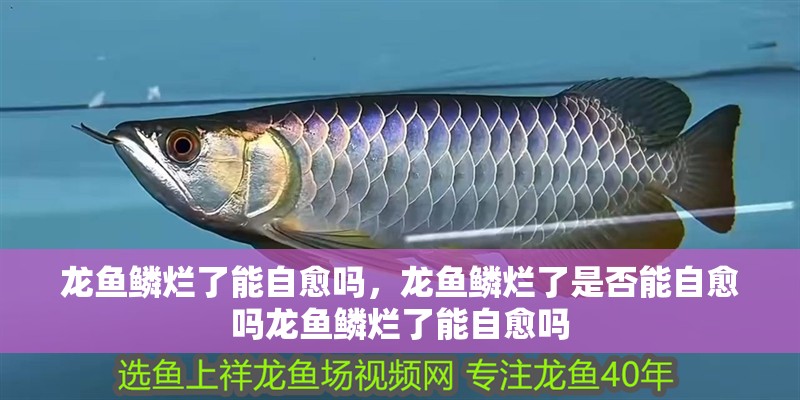 龍魚鱗爛了能自愈嗎，龍魚鱗爛了是否能自愈嗎龍魚鱗爛了能自愈嗎