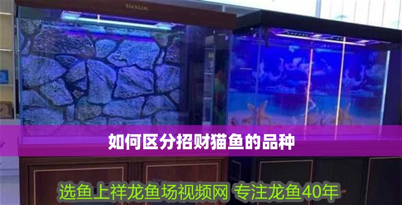 如何區分招財貓魚的品種