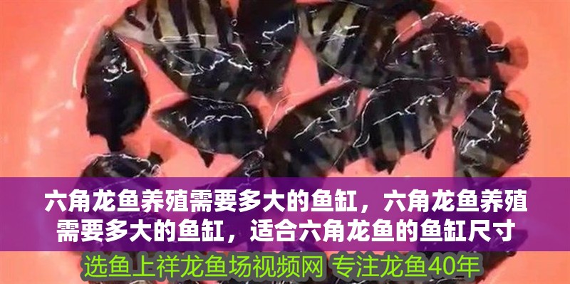 六角龍魚養殖需要多大的魚缸，六角龍魚養殖需要多大的魚缸，適合六角龍魚的魚缸尺寸