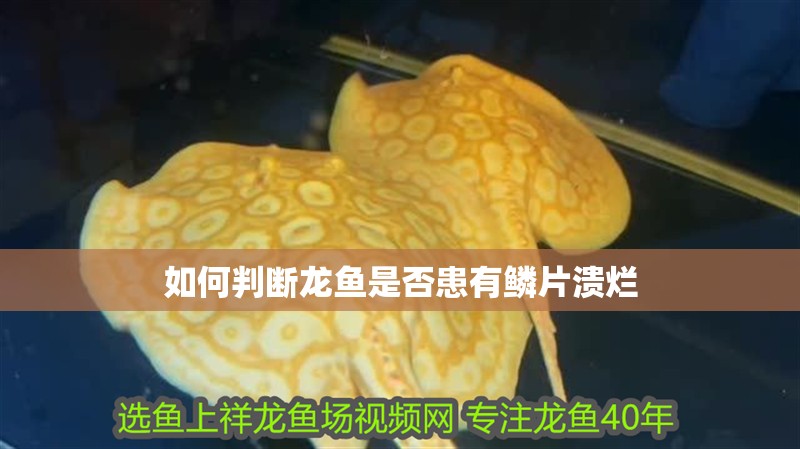 如何判斷龍魚是否患有鱗片潰爛
