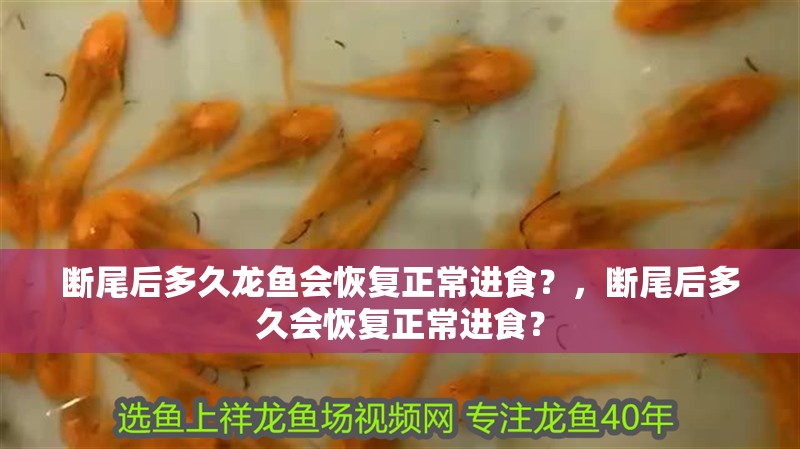 斷尾后多久龍魚會恢復正常進食?,斷尾后多久會恢復正常進食?