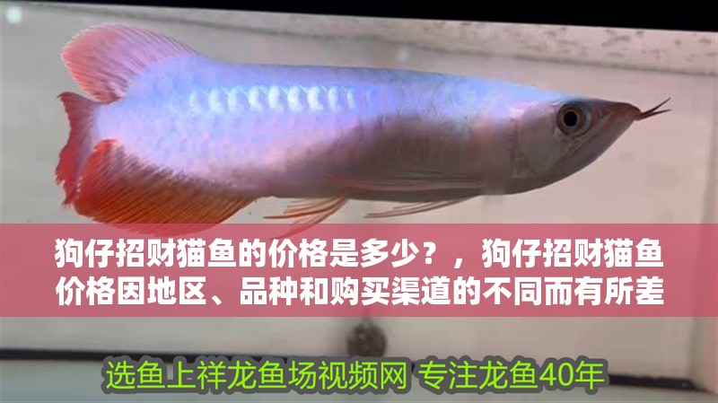 狗仔招財貓魚的價格是多少？，狗仔招財貓魚價格因地區(qū)、品種和購買渠道的不同而有所差異