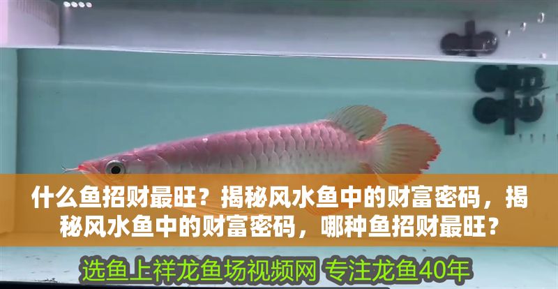 什么魚招財最旺？揭秘風(fēng)水魚中的財富密碼，揭秘風(fēng)水魚中的財富密碼，哪種魚招財最旺？