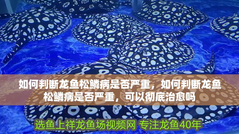 如何判斷龍魚松鱗病是否嚴(yán)重，如何判斷龍魚松鱗病是否嚴(yán)重，可以徹底治愈嗎
