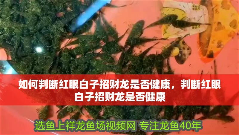 如何判斷紅眼白子招財龍是否健康，判斷紅眼白子招財龍是否健康