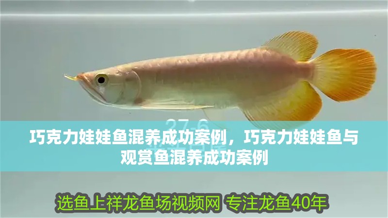 巧克力娃娃魚(yú)混養(yǎng)成功案例，巧克力娃娃魚(yú)與觀賞魚(yú)混養(yǎng)成功案例