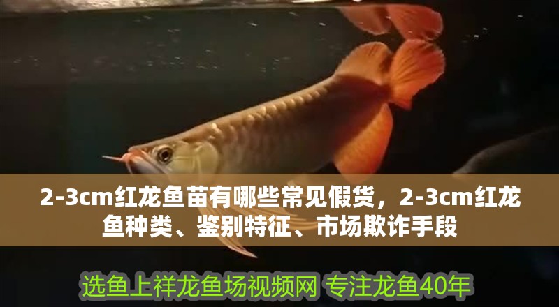 2-3cm紅龍魚苗有哪些常見假貨，2-3cm紅龍魚種類、鑒別特征、市場欺詐手段