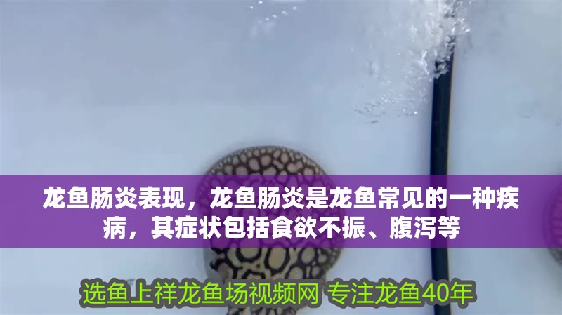龍魚腸炎表現，龍魚腸炎是龍魚常見的一種疾病，其癥狀包括食欲不振、腹瀉等