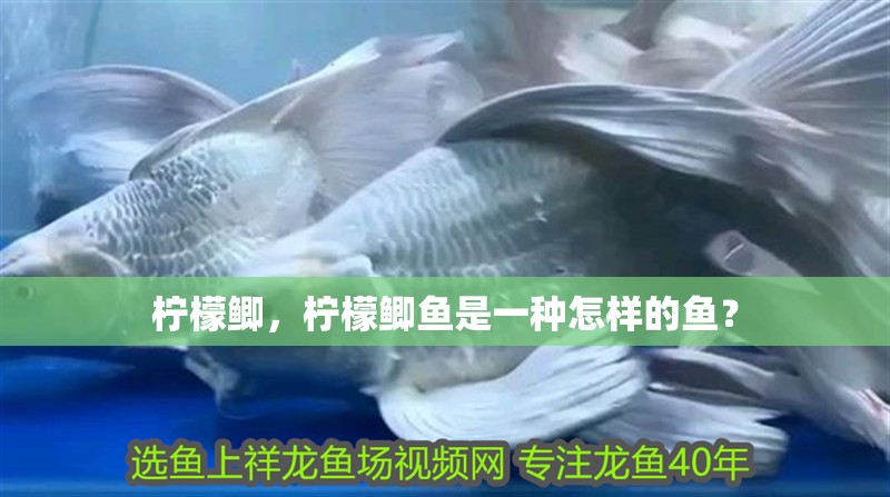 檸檬鯽，檸檬鯽魚是一種怎樣的魚？
