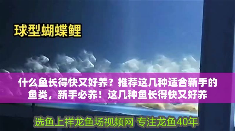 什么魚長得快又好養？推薦這幾種適合新手的魚類，新手必養！這幾種魚長得快又好養