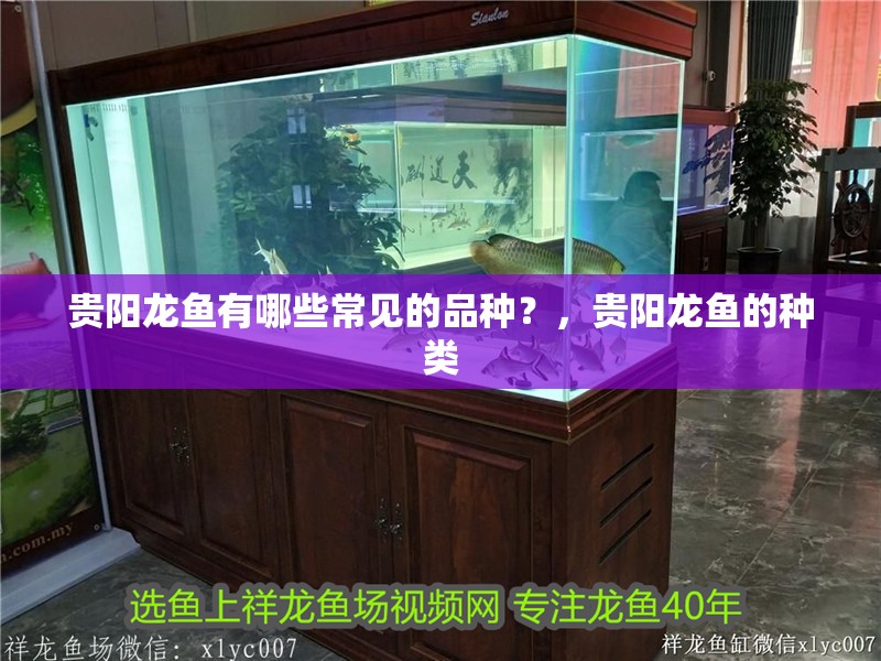 貴陽龍魚有哪些常見的品種？，貴陽龍魚的種類