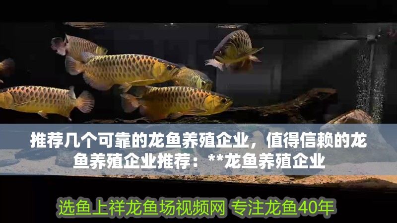 推薦幾個可靠的龍魚養殖企業，值得信賴的龍魚養殖企業推薦：**龍魚養殖企業