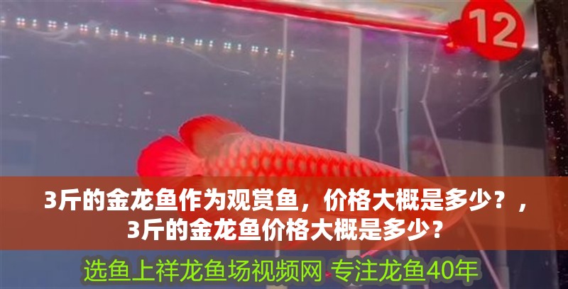3斤的金龍魚作為觀賞魚，價格大概是多少？，3斤的金龍魚價格大概是多少？