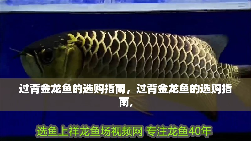 過背金龍魚的選購指南，過背金龍魚的選購指南,