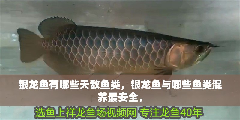 銀龍魚有哪些天敵魚類，銀龍魚與哪些魚類混養最安全，