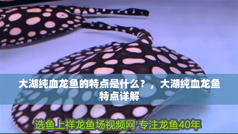 大湖純血龍魚的特點(diǎn)是什么？，大湖純血龍魚特點(diǎn)詳解