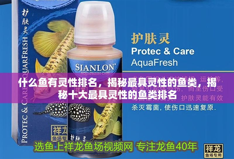 什么魚有靈性排名，揭秘最具靈性的魚類，揭秘十大最具靈性的魚類排名