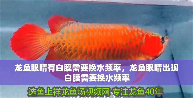 龍魚眼睛有白膜需要換水頻率，龍魚眼睛出現(xiàn)白膜需要換水頻率