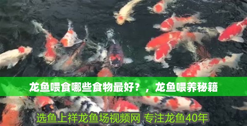 龍魚喂食哪些食物最好？，龍魚喂養秘籍