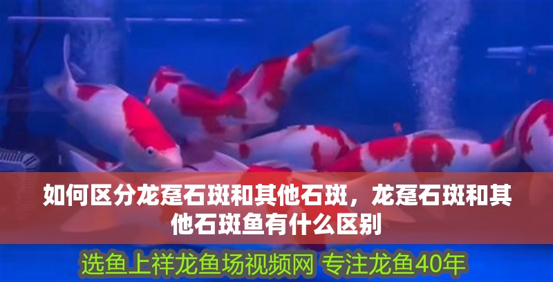 如何區分龍躉石斑和其他石斑，龍躉石斑和其他石斑魚有什么區別