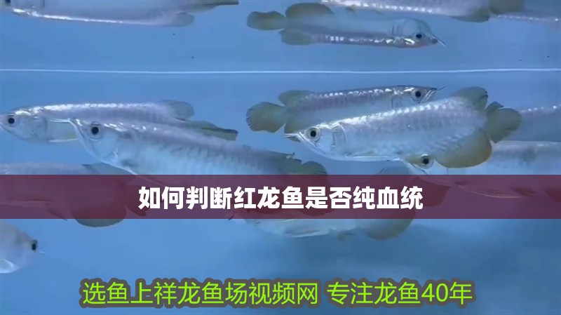 如何判斷紅龍魚是否純血統