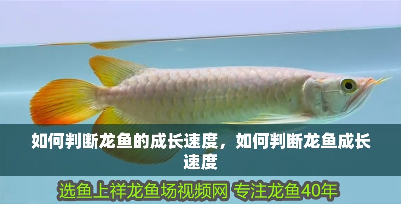 如何判斷龍魚的成長速度，如何判斷龍魚成長速度