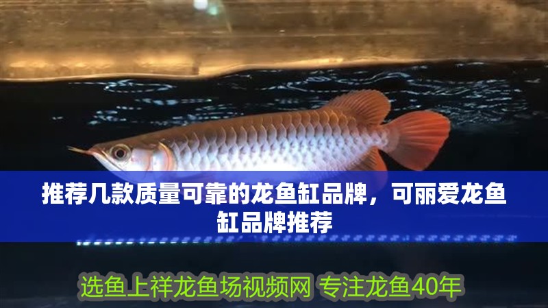 推薦幾款質量可靠的龍魚缸品牌，可麗愛龍魚缸品牌推薦