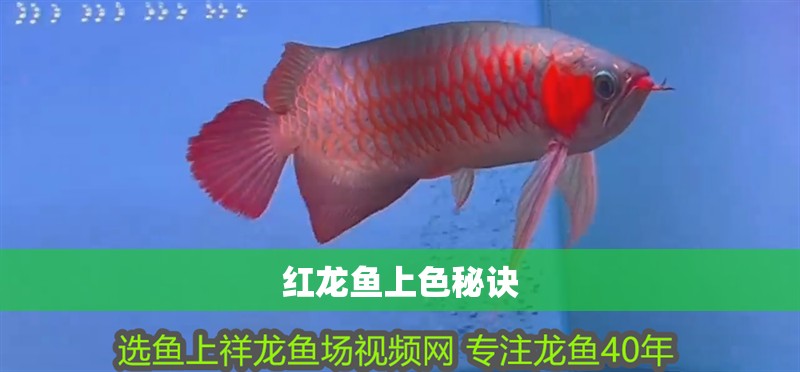 紅龍魚上色秘訣
